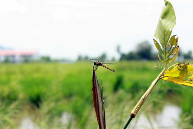 Raya-2012-Gurun-Kedah-021