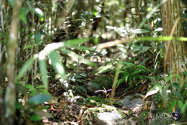 Gunung-Jerai-Raya-Haji-003
