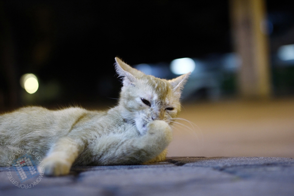 Kucing ni menjadi peneman setia sepanjang aku outing dengan Brader Azman Ismail