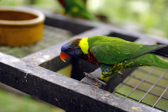 Kembali ke Parrot Cage. Memang tak puas sebab burung kat sini jinak-jinak belaka.