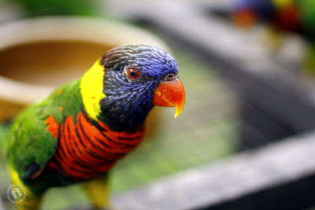 Burung ni menjadi penghias entri bigpicture semalam.